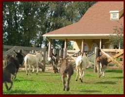 Click photo of miniature donkey to enlarge image