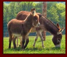 Click photo of miniature donkey to enlarge image