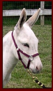 Click photo to enlarge image