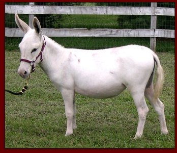 Click photo to enlarge image