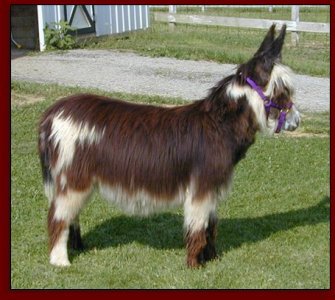 Click photo to enlarge image