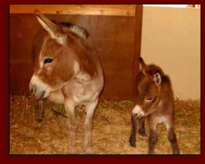 Click photo to enlarge image of miniature donkey